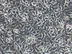 Apa t25 cell culture flask  کالا زیست kalazist 